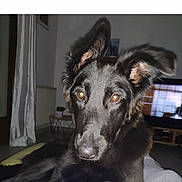 Akina participe au concours pour gagner de l'argent avec cette photo : dog, black_dog, pet, indoor, ears, face, animal, canine, living_room, television, furniture, curious, close_up, domestic_animal, muzzle, snout, eyes, portrait, laying_down, house