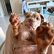 Cupcake is registered to the contest to win money with this photo: animal, belly, bulldog, close_up, couch, cute, dog, funny, furniture, home, indoor, living_room, lying_down, paws, pet, photography, portrait, raised_paw, wide_eyes, wrinkled