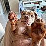 animal, belly, bulldog, close_up, couch, cute, dog, funny, furniture, home, indoor, living_room, lying_down, paws, pet, photography, portrait, raised_paw, wide_eyes, wrinkled