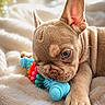 adorable, animal, blanket, chewing, closeup, cute, dog, ear, fluffy, french_bulldog, fur, indoor, paw, pet, playful, puppy, resting, snout, soft_light, toy