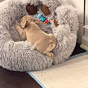 Elio joined the competition — help win amazing prizes! animal, bed, brown, chew_toy, cozy, cute, dog, floor, fluffy, gray, indoor, pet, pet_bed, puppy, resting, sleeping, small_dog, toy, training_pad, wooden_floor