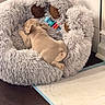 animal, bed, brown, chew_toy, cozy, cute, dog, floor, fluffy, gray, indoor, pet, pet_bed, puppy, resting, sleeping, small_dog, toy, training_pad, wooden_floor