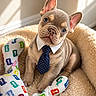 adorable, animal, bed, collar, colorful, cozy, cute, dog, fluffy, french_bulldog, indoor, looking_up, pet, playful, portrait, puppy, small, tie, toy, young