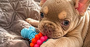 Elio joined the competition — help win amazing prizes! bedroom, blanket, blue_toy, closeup, cute, dog, ears, flower, french_bulldog, indoor, orange_toy, paw, pet, plant, playful, puppy, quilt, sunlight, toy, window