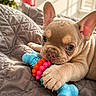 bedroom, blanket, blue_toy, closeup, cute, dog, ears, flower, french_bulldog, indoor, orange_toy, paw, pet, plant, playful, puppy, quilt, sunlight, toy, window