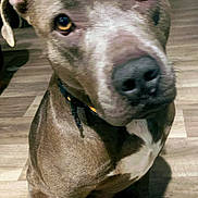 Shorty joined the competition — help win amazing prizes! dog, brown_dog, pet, indoor, wooden_floor, collar, curious, closeup, sitting, canine, floor, domestic_animal, looking, head_tilt, ears, eyes, snout, animal, companion, household