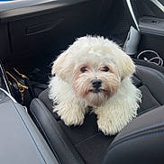 Atchoum participe au concours pour gagner de l'argent avec cette photo : dog, pet, white_dog, fluffy, car_interior, car_seat, leather_seat, modern_car, seat_belt, window, dashboard, curious, small_dog, companion, travel, indoor, vehicle, cute, animal, fur