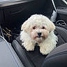 dog, pet, white_dog, fluffy, car_interior, car_seat, leather_seat, modern_car, seat_belt, window, dashboard, curious, small_dog, companion, travel, indoor, vehicle, cute, animal, fur