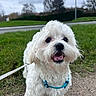 Atchoum participe au concours pour gagner de l'argent avec cette photo : dog, white_dog, fluffy_dog, pet, outdoor, grass, leash, harness, happy, cute, small_dog, walking, nature, cloudy_sky, smiling, canine, animal, fur, park, path