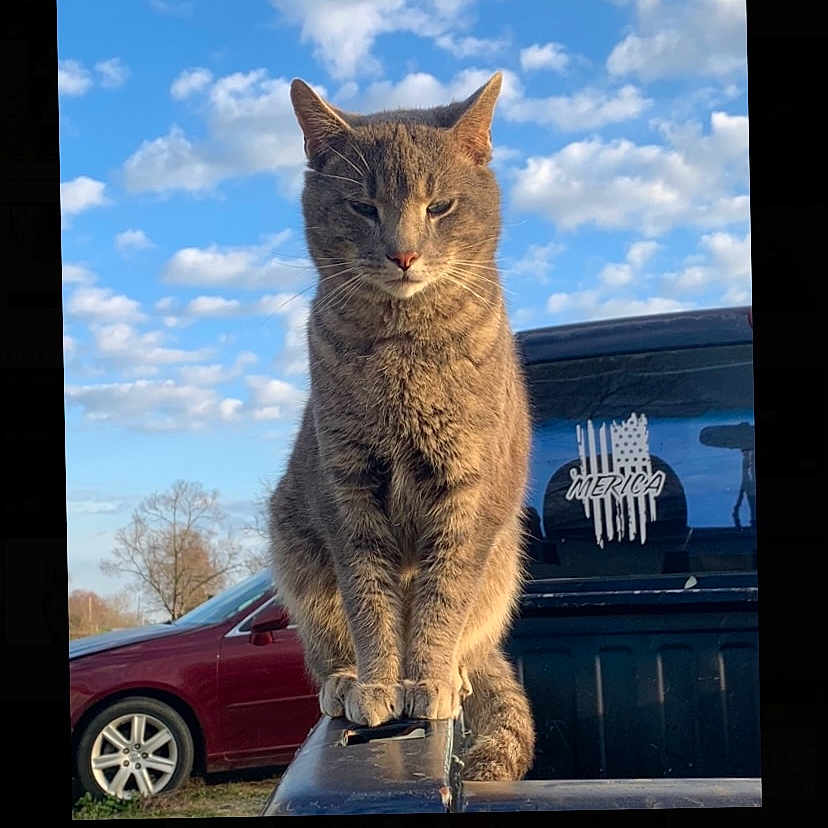 Mushu is registered to the contest to win money with this photo: abyssinian, alloywheel, animal, architecture, building, bumper, car, carwheel, cat, machine, manx, outdoors, pet, shelter, spoke, suv, tire, transportation, vehicle, wheel
