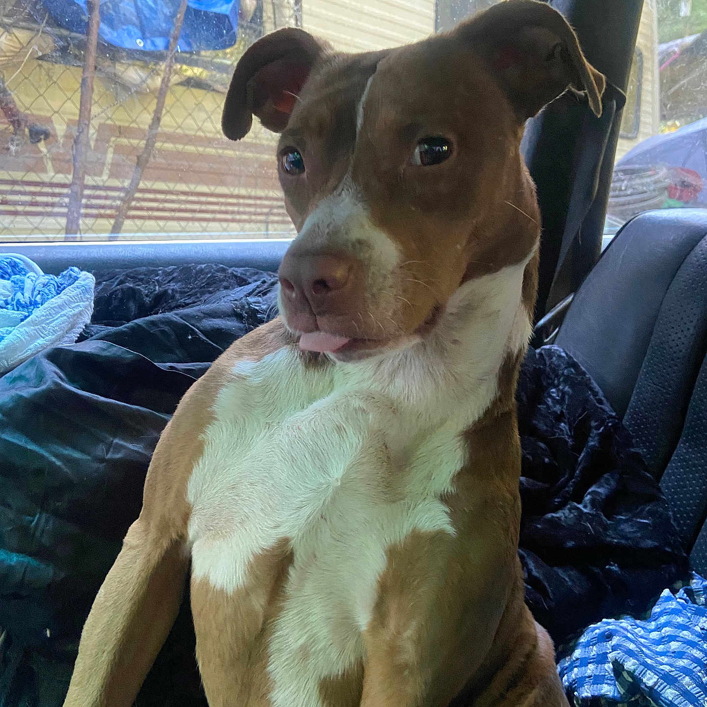 Keepa joined the competition — help win amazing prizes! dog, pit_bull, brown_and_white, sitting, car, vehicle, pet, canine, tongue_out, floppy_ears, short_hair, white_chest, portrait, close_up, indoors, vehicle_interior, blanket, window, travel, animal