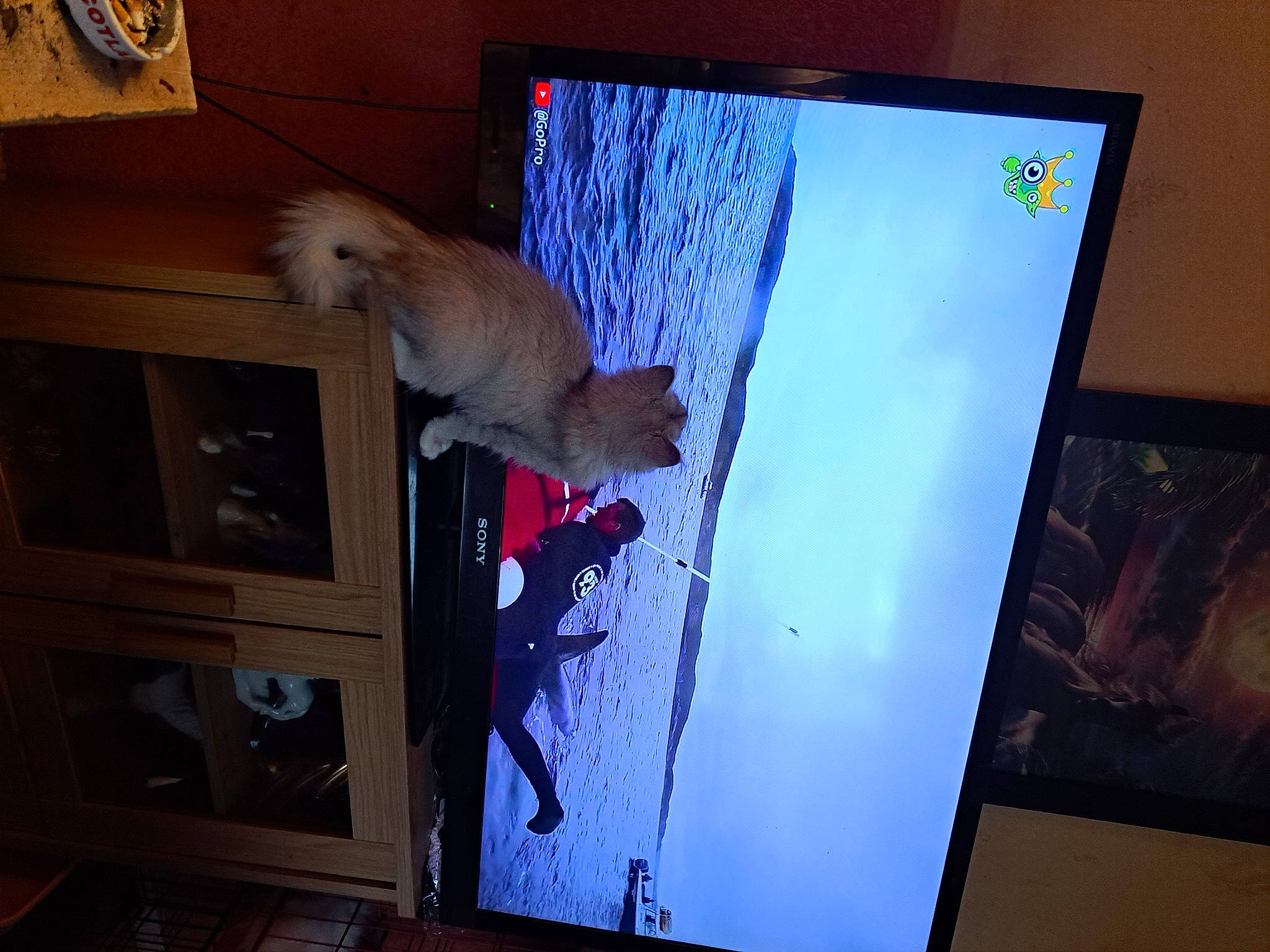 Blue is registered to the contest to win money with this photo: art, carnivore, cat, communication_device, computer, computer_monitor_accessory, display_device, fawn, felidae, flat_panel_display, gadget, multimedia, netbook, output_device, personal_computer, room, small_to_medium_sized_cats, tail, television_set, wood