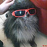 accessory, animal, casual, companion, couch, cozy, cute, dog, domestic, fluffy, funny, furniture, hand, indoor, pet, portrait, red, relaxed, sunglasses, wearing