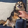 dog, small_dog, fluffy, happy, smiling, armchair, blue_furniture, hand, petting, cozy, indoor, relaxed, fur, paw, blanket, domestic_animal, cute, companion, friendly, home