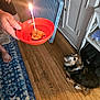 Patches is registered to the contest to win money with this photo: dog, small_dog, brown_dog, indoor, wooden_floor, blue_rug, hand, bowl, candle, treat, celebration, person, cabinet, flooring, pet, animal, looking_up, curious, home, lighting