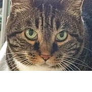 Baby is registered to the contest to win money with this photo: alert, animal, cat, close_up, cute, domestic_cat, ears, face, feline, focused, fur, green_eyes, indoor, looking, mammal, pet, portrait, tabby, whiskers, young_cat