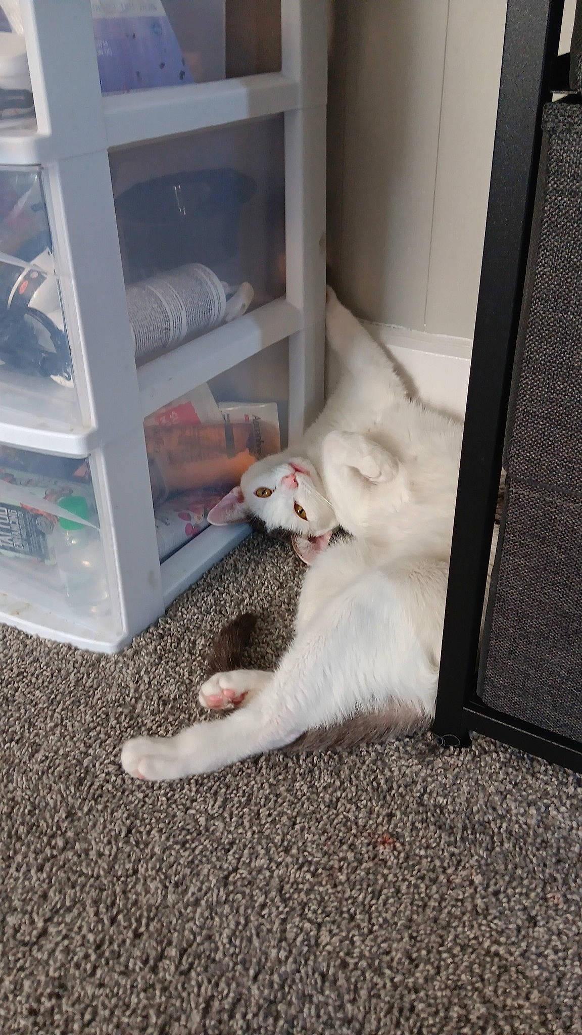 Jax is registered to the contest to win money with this photo: carnivore, cat, comfort, companion_dog, dog_breed, domestic_short_haired_cat, fawn, felidae, flooring, foot, fur, hardwood, mammal, paw, room, small_to_medium_sized_cats, tail, whiskers, window, wood