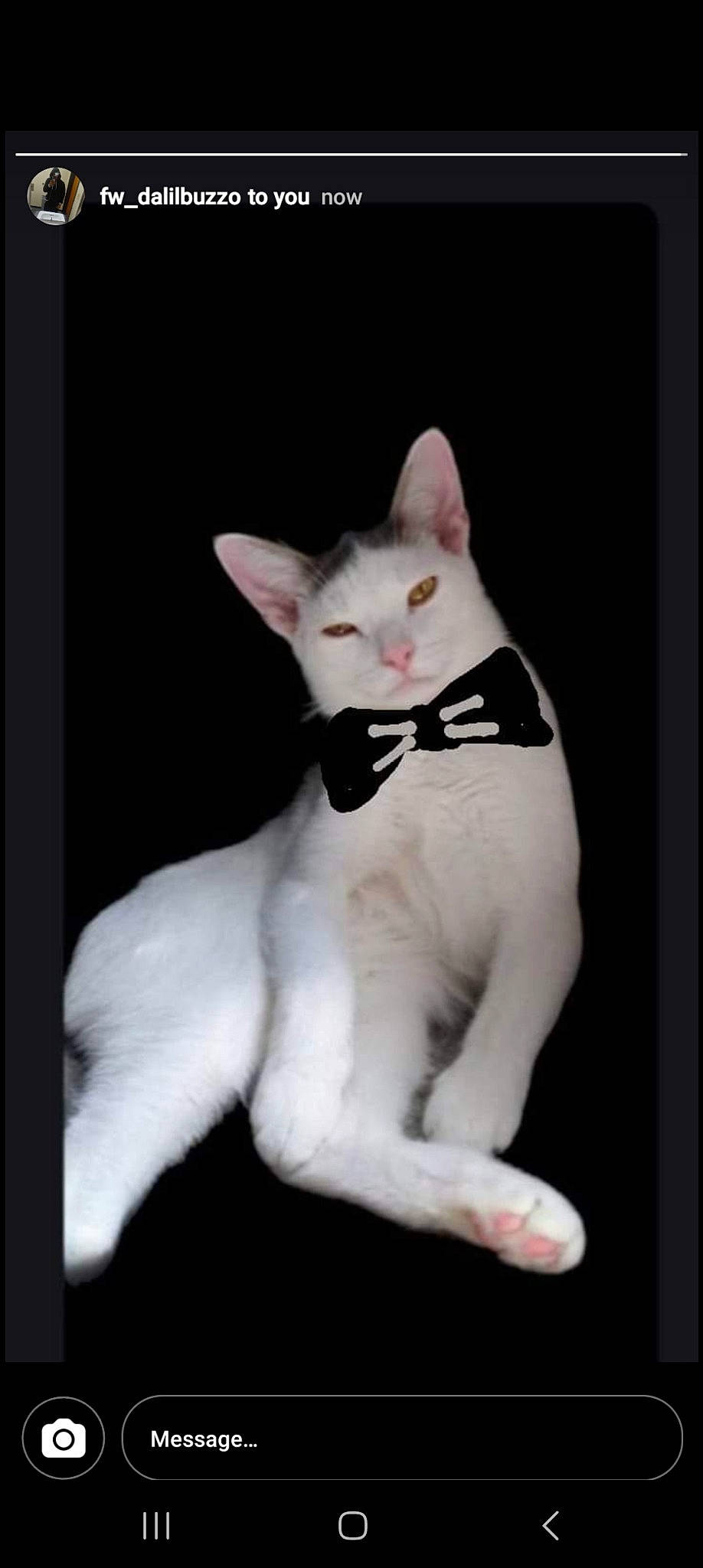 Jax is registered to the contest to win money with this photo: art, carmine, carnivore, cat, collar, domestic_short_haired_cat, felidae, fictional_character, font, formal_wear, fur, paw, photo_caption, rectangle, sculpture, small_to_medium_sized_cats, snout, tail, toy, whiskers