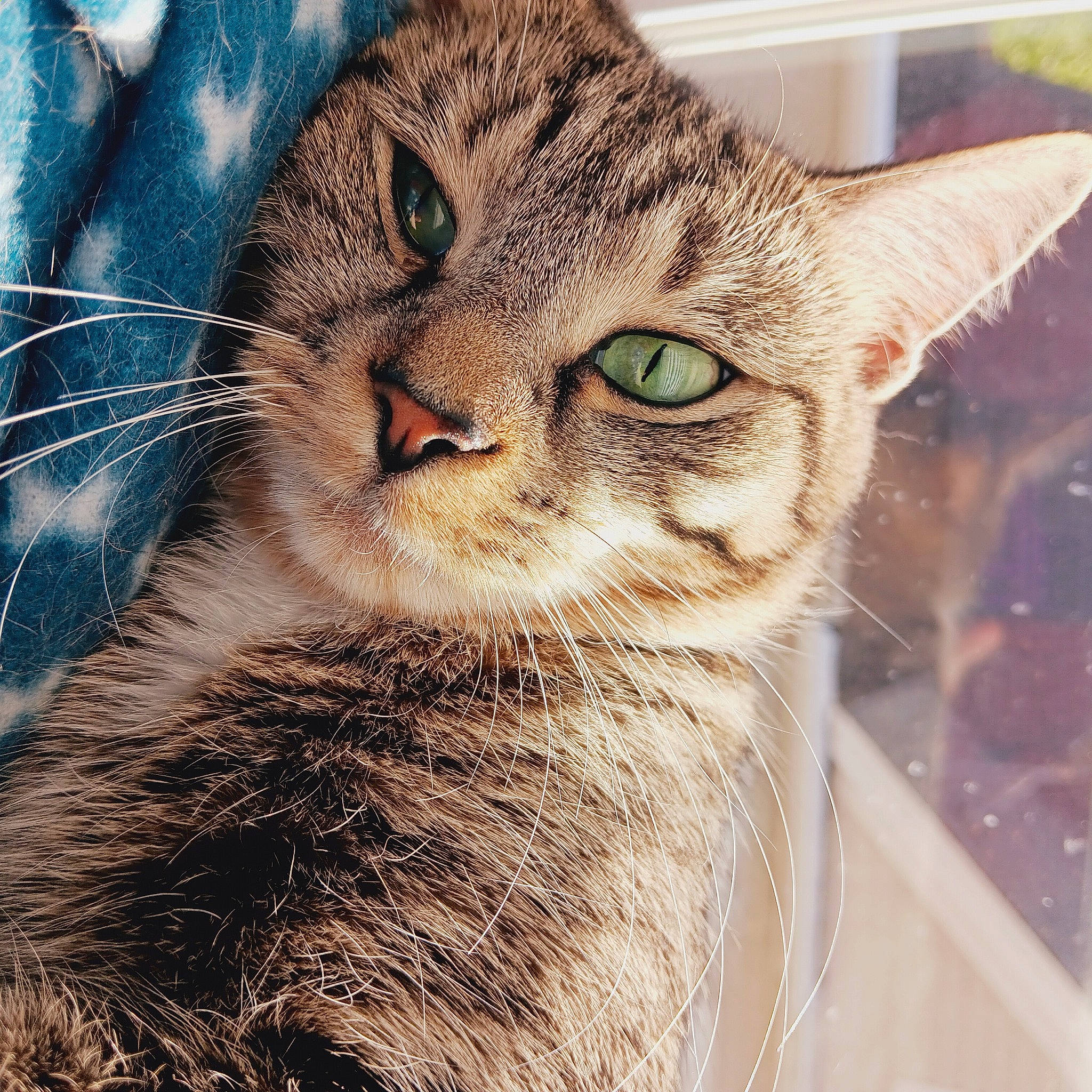 Juice joined the competition — help win amazing prizes! carnivore, cat, domestic_short_haired_cat, eye, felidae, fur, grass, paw, small_to_medium_sized_cats, snout, terrestrial_animal, whiskers, wildlife, window