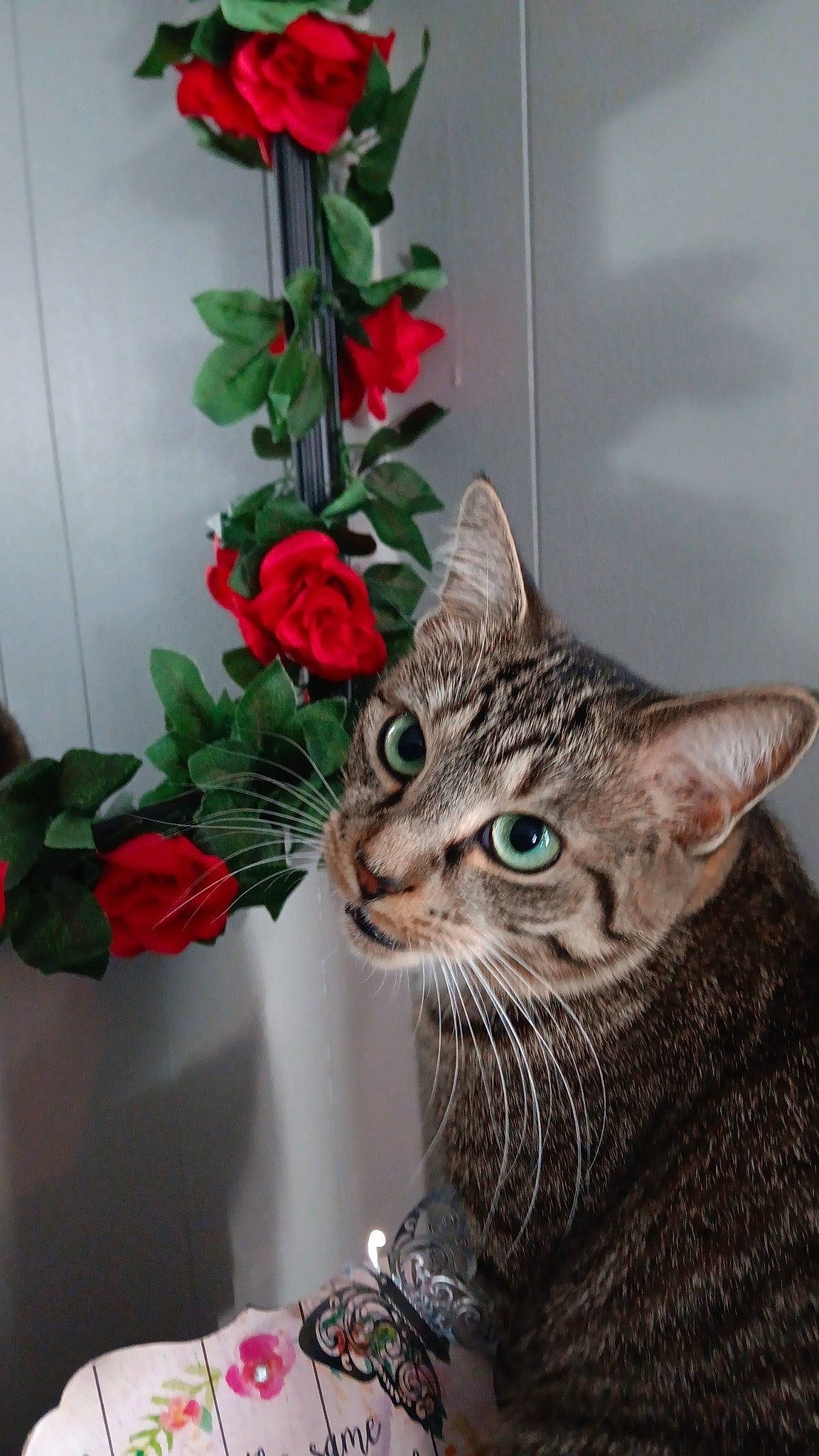 Juice is registered to the contest to win money with this photo: carmine, carnivore, cat, christmas_ornament, domestic_short_haired_cat, felidae, flower, flower_arranging, flowerpot, fur, houseplant, petal, plant, rose_family, rose_order, small_to_medium_sized_cats, tail, tree, whiskers, window