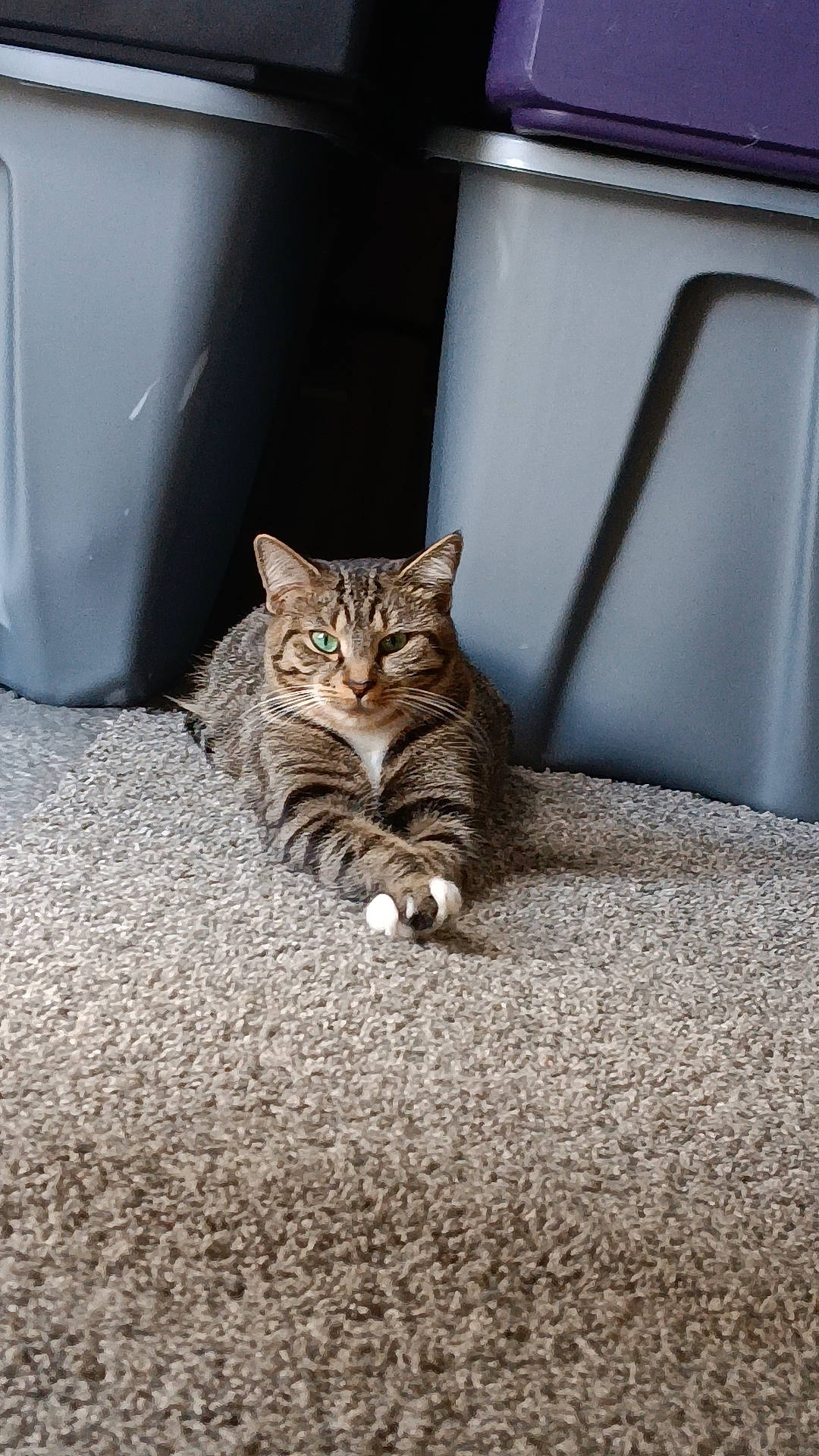 Juice is registered to the contest to win money with this photo: automotive_lighting, carnivore, cat, comfort, domestic_short_haired_cat, fawn, felidae, floor, flooring, fur, grey, leg, paw, road_surface, small_to_medium_sized_cats, snout, tail, vehicle_door, whiskers, wood