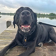 Dexter joined the competition — help win amazing prizes! dog, black_dog, happy, panting, dock, wooden_dock, lake, water, trees, nature, outdoor, leash, collar, pet, animal, canine, calm, cloudy_sky, reflection, smiling