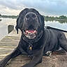dog, black_dog, happy, panting, dock, wooden_dock, lake, water, trees, nature, outdoor, leash, collar, pet, animal, canine, calm, cloudy_sky, reflection, smiling