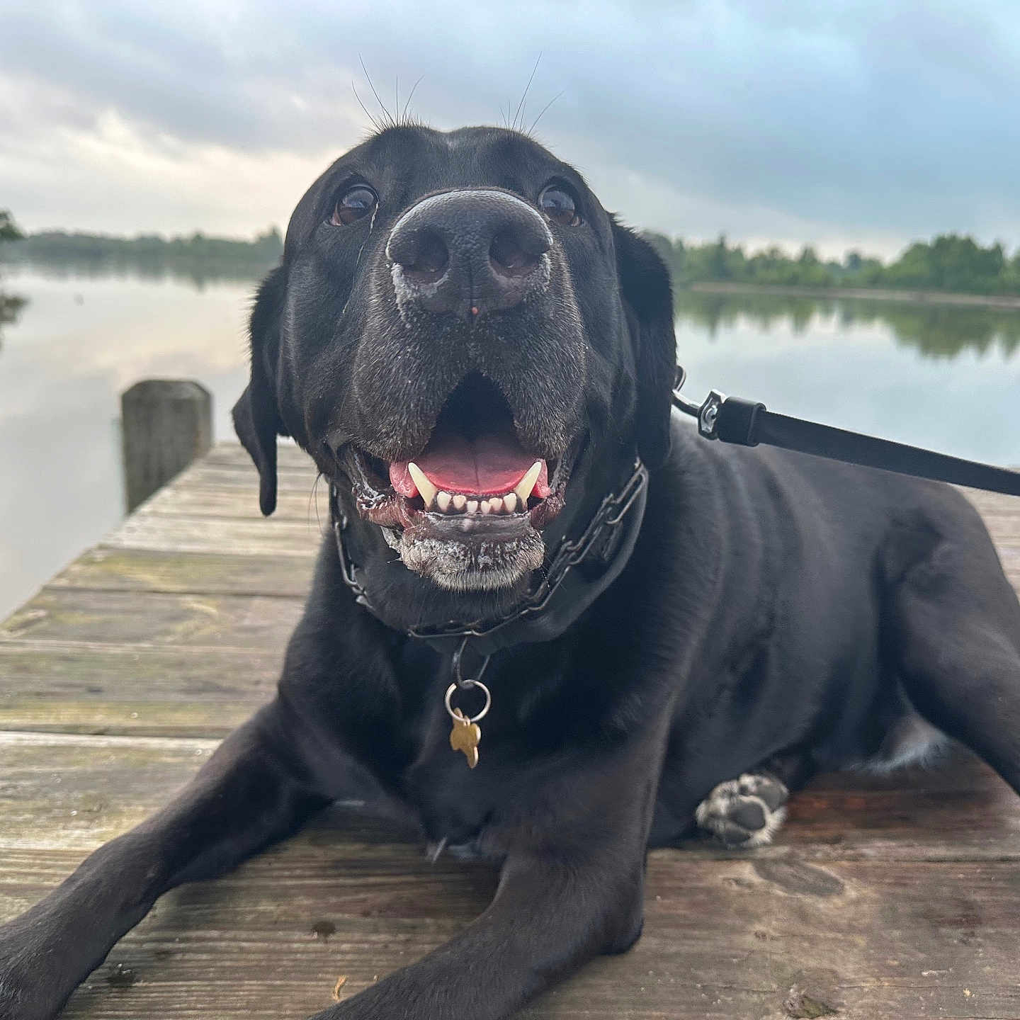 Dexter joined the competition — help win amazing prizes! dog, black_dog, happy, panting, dock, wooden_dock, lake, water, trees, nature, outdoor, leash, collar, pet, animal, canine, calm, cloudy_sky, reflection, smiling