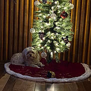 Nugget joined the competition — help win amazing prizes! animal, christmas_tree, cozy, decorations, dog, festive, fur, holiday, holiday_decor, indoor, lighting, mickey_mouse, ornaments, pet, red_tree_skirt, relaxing, rustic, seasonal, tree_lights, wood_floor