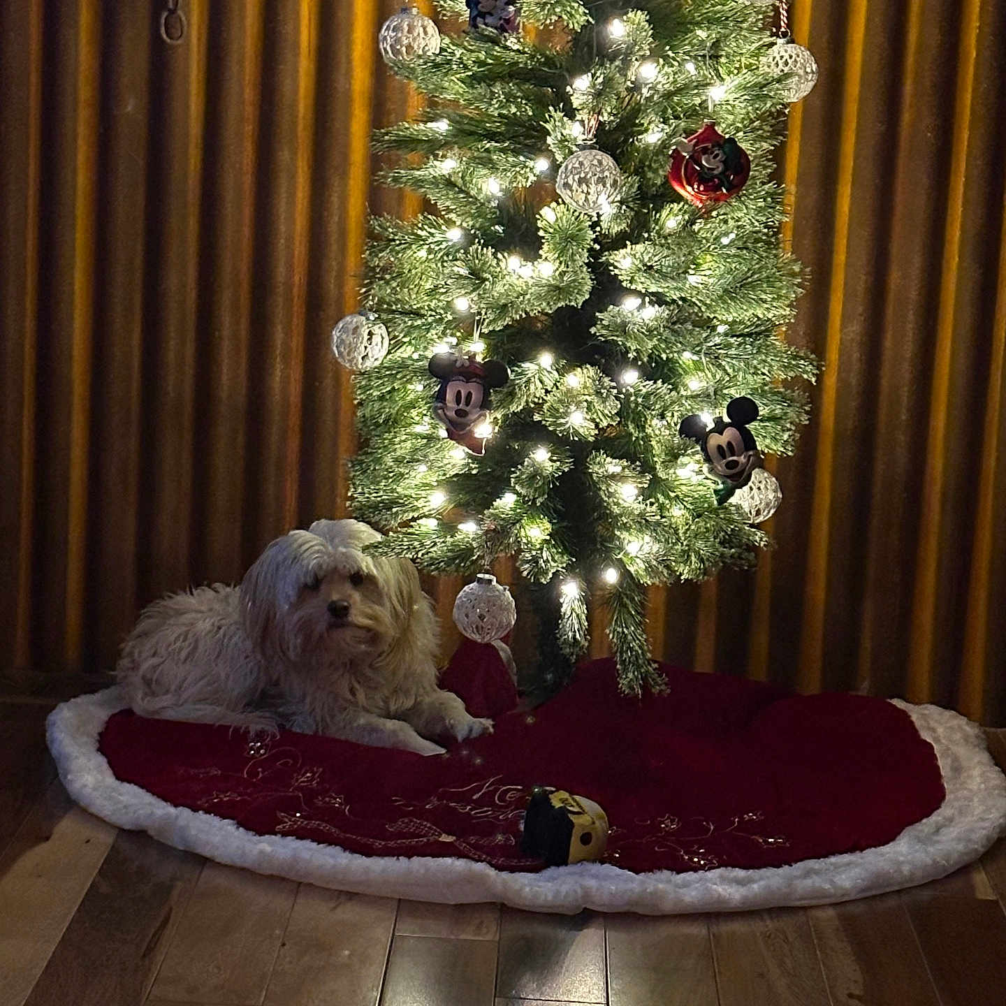 Nugget joined the competition — help win amazing prizes! animal, christmas_tree, cozy, decorations, dog, festive, fur, holiday, holiday_decor, indoor, lighting, mickey_mouse, ornaments, pet, red_tree_skirt, relaxing, rustic, seasonal, tree_lights, wood_floor