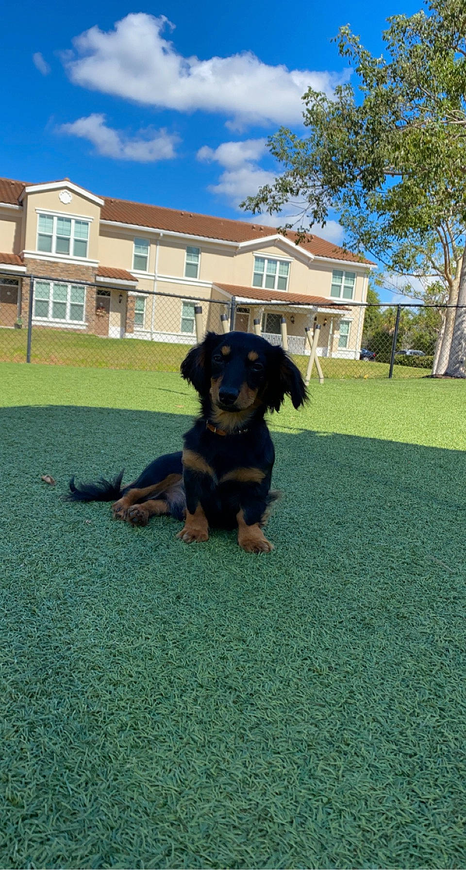 Meeko is registered to the contest to win money with this photo: ball, building, canidae, carnivore, cloud, companion_dog, dog, dog_breed, flooring, grass, house, lawn, leisure, plant, sky, snout, sporting_group, tree, window, working_animal