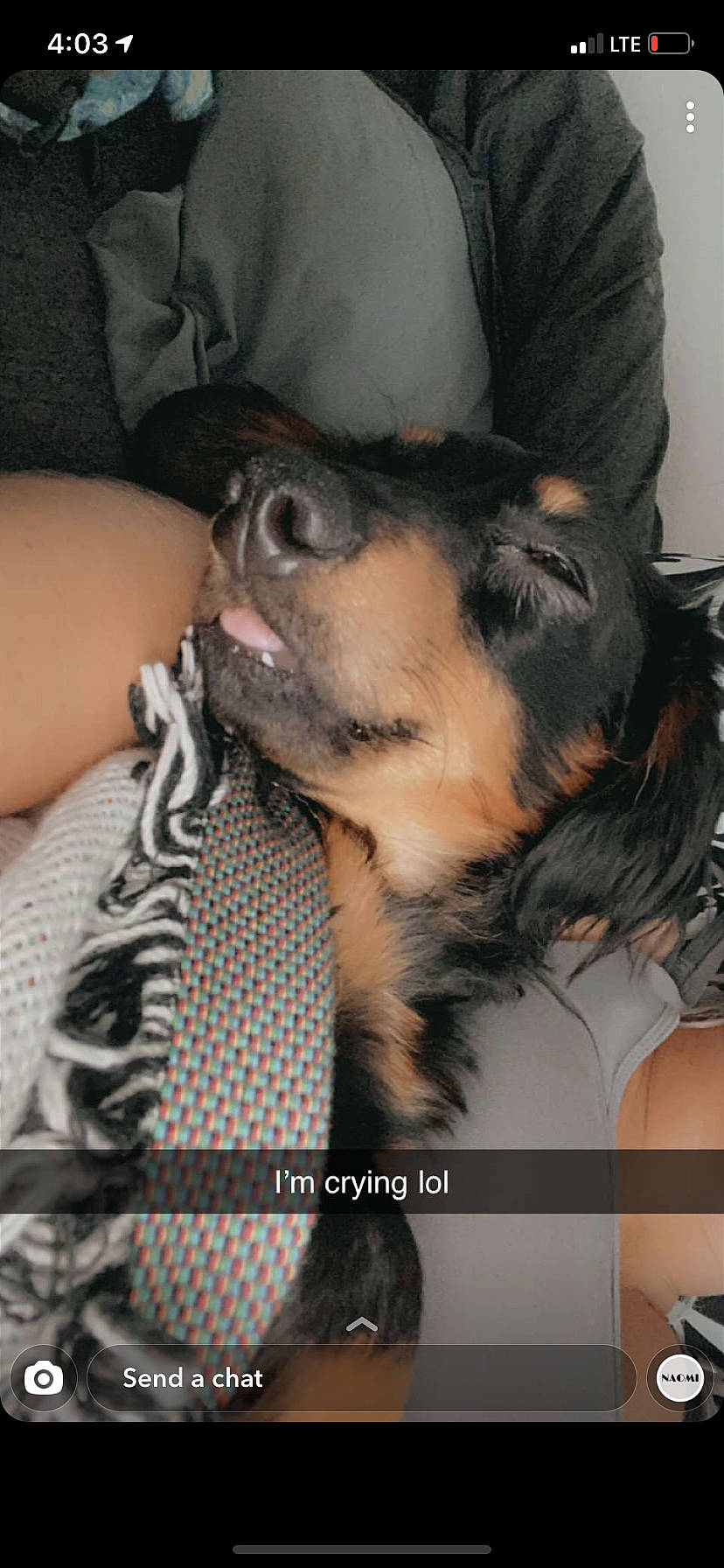 Meeko is registered to the contest to win money with this photo: canidae, carnivore, comfort, companion_dog, dog, dog_breed, ear, elbow, fawn, fur, guard_dog, pattern, paw, snout, sporting_group, toy_dog, whiskers, working_dog