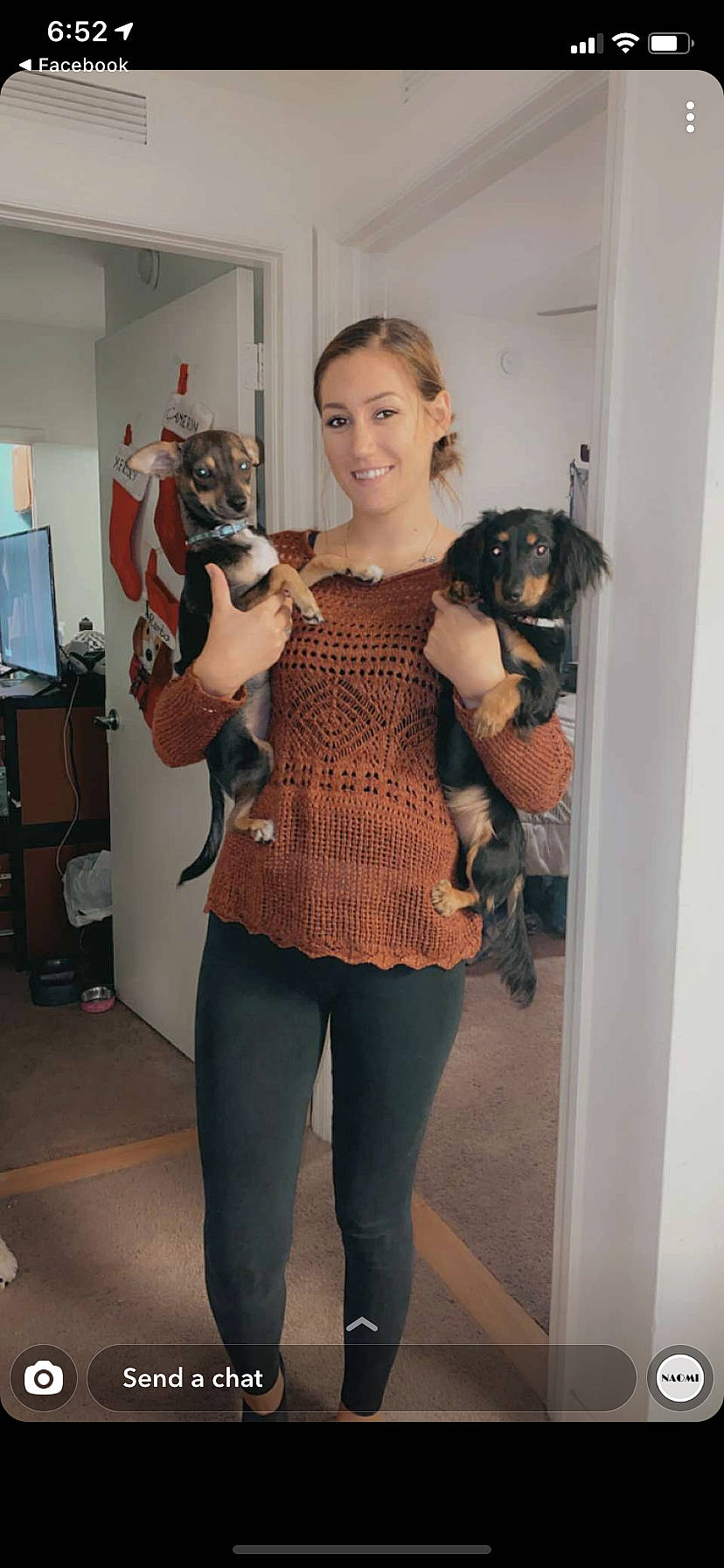 Meeko is registered to the contest to win money with this photo: abdomen, art, carnivore, companion_dog, dress, fashion_design, fawn, fur, joint, knee, long_hair, shawl, shoulder, sleeve, standing, television, textile, thigh, trunk, waist