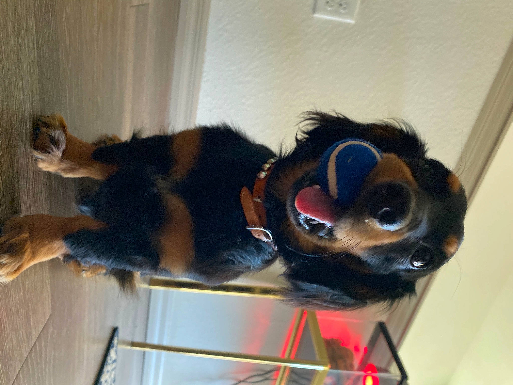 Meeko joined the competition — help win amazing prizes! audio_equipment, canidae, carnivore, collar, companion_dog, dog_breed, ear, eyewear, fawn, felidae, fun, fur, jaw, personal_protective_equipment, snout, sporting_group, tail, whiskers, window, working_animal