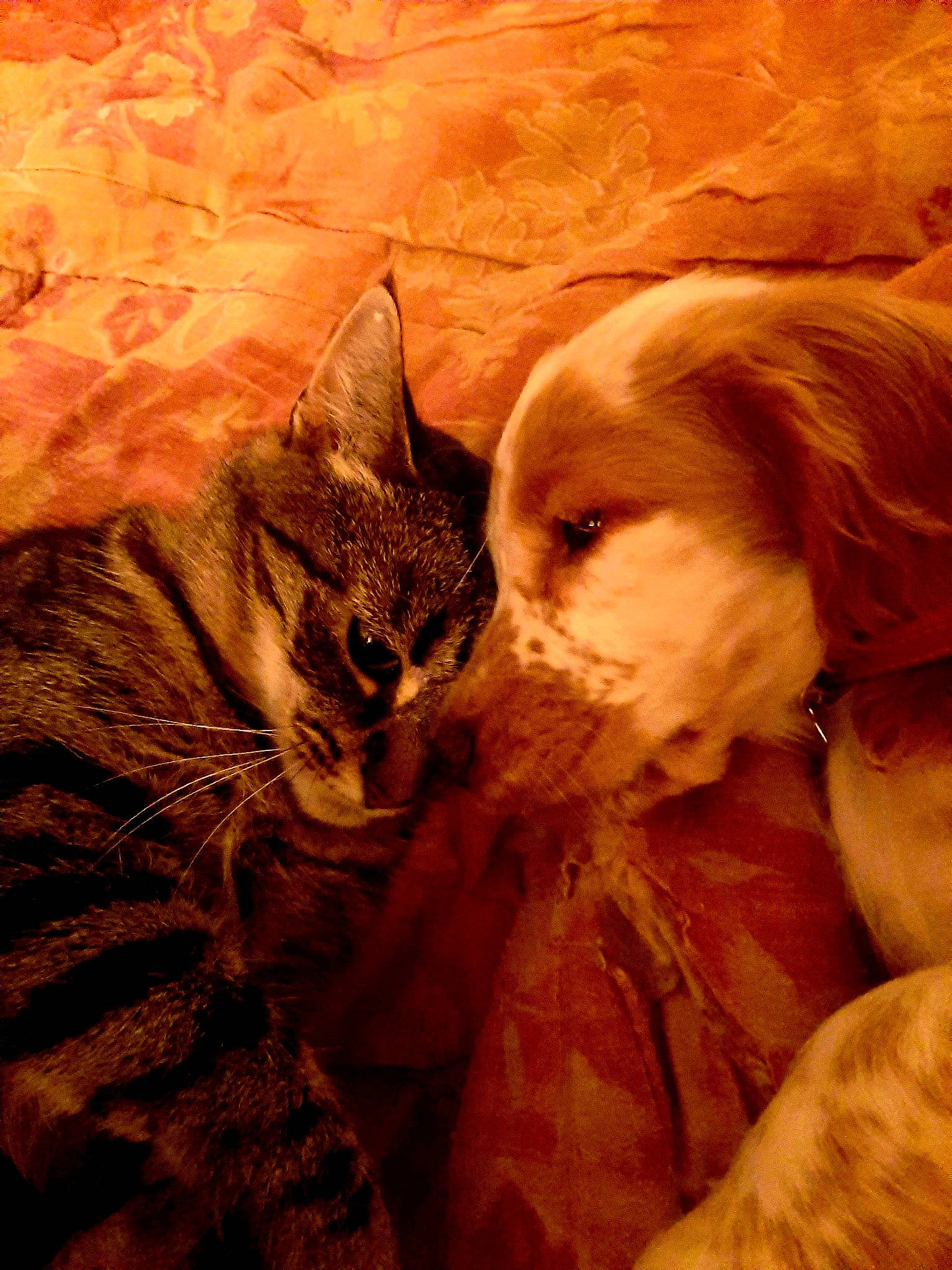 Capucine participe au concours pour gagner de l'argent avec cette photo : canidae, carnivore, cat, fawn, felidae, fur, kitten, small_to_medium_sized_cats, sporting_group, whiskers