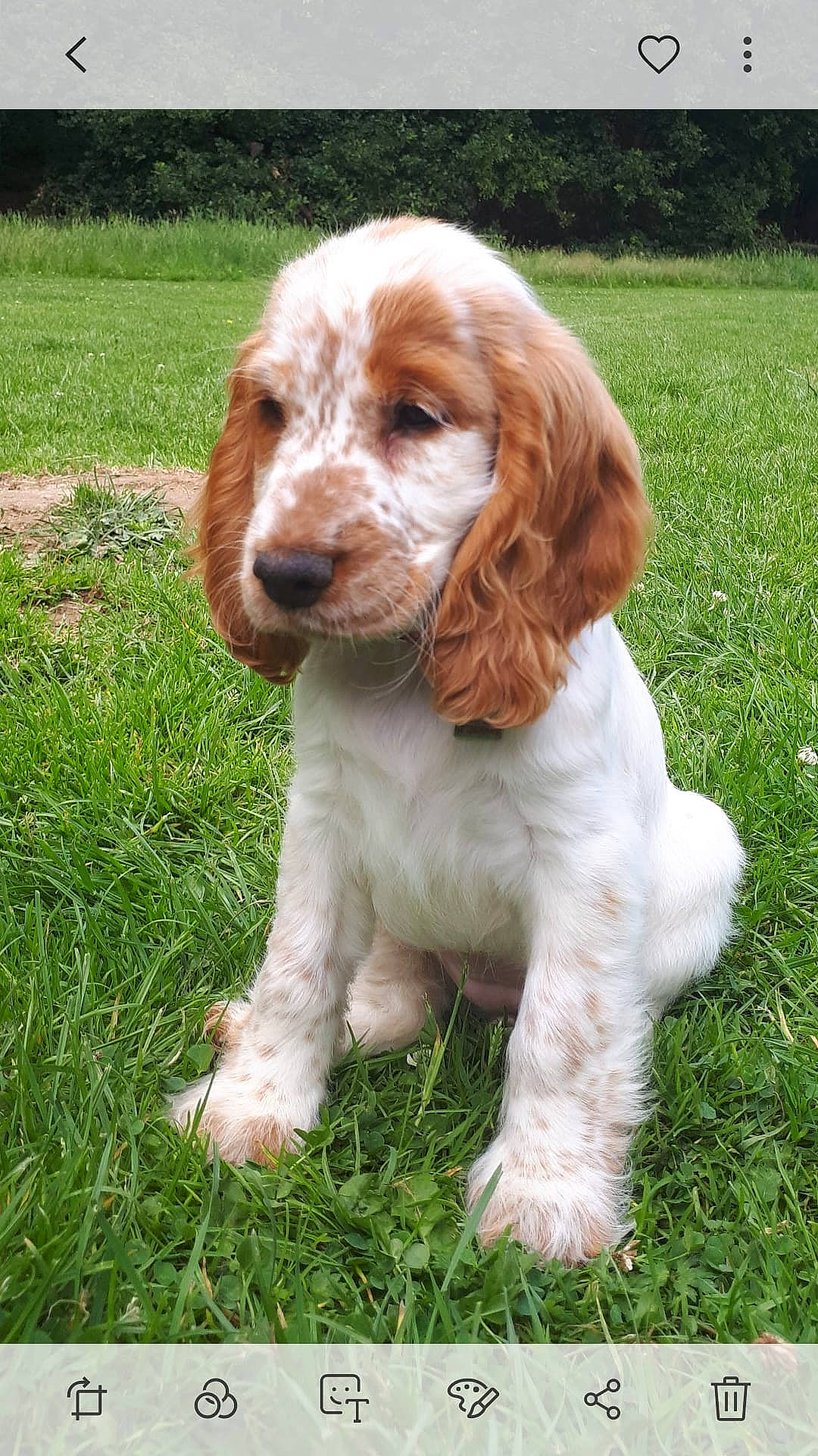 Capucine participe au concours pour gagner de l'argent avec cette photo : american_cocker_spaniel, canidae, carnivore, cocker_spaniel, companion_dog, dog, dog_breed, english_cocker_spaniel, mammal, puppy, rare_breed_dog, russian_spaniel, spaniel, sporting_group, vertebrate, welsh_springer_spaniel