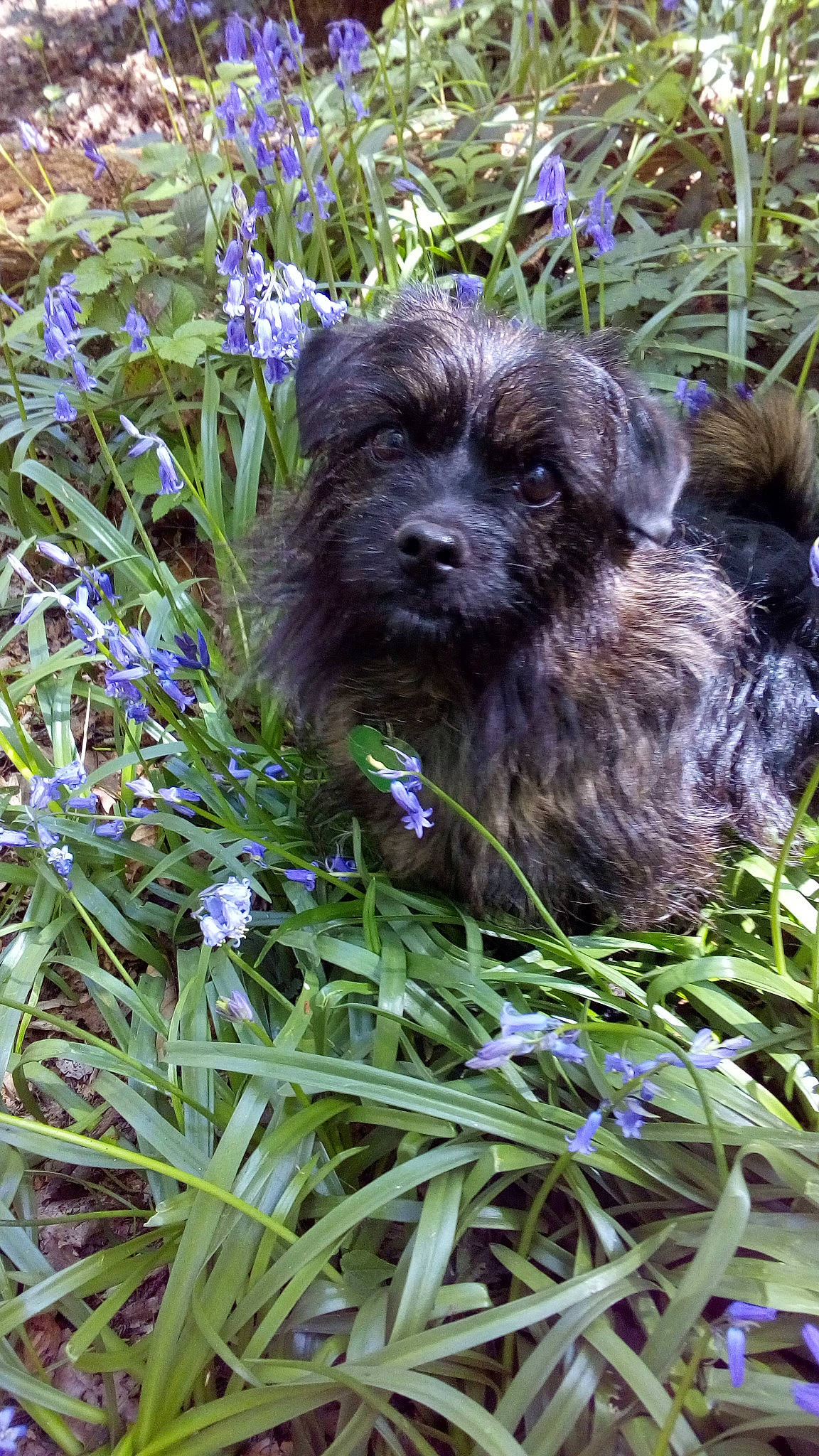 Chouchou a rejoint le concours — aidez-le/la à gagner de superbes lots ! affenpinscher, bolonka, cairn_terrier, carnivoran, dog, dog_breed, dog_breed_group, dog_like_mammal, grass, havanese, lhasa_apso, morkie, plant, puppy, schnoodle, terrier, vulnerable_native_breeds