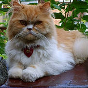 Sydney participe au concours pour gagner de l'argent avec cette photo : birman, british_semi_longhair, carnivoran, cat, cat_like_mammal, domestic_long_haired_cat, domestic_short_haired_cat, fauna, fur, norwegian_forest_cat, persian, small_to_medium_sized_cats, snout, whiskers