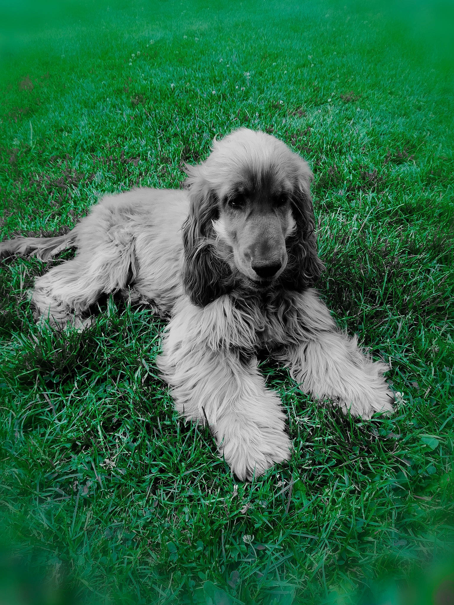 Violette a rejoint le concours — aidez-le/la à gagner de superbes lots ! american_cocker_spaniel, canidae, carnivore, cocker_spaniel, companion_dog, dog, dog_breed, english_cocker_spaniel, grass, mammal, puppy, rare_breed_dog, spaniel, sporting_group, vertebrate