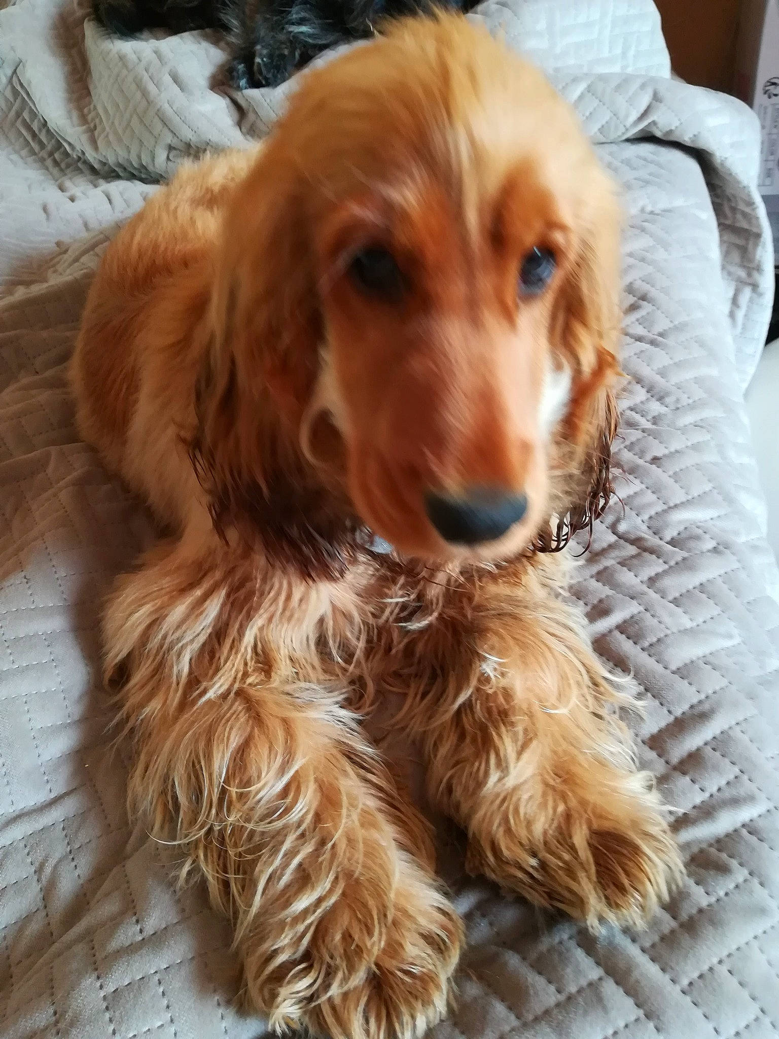 Violette a rejoint le concours — aidez-le/la à gagner de superbes lots ! american_cocker_spaniel, canidae, caramel_color, carnivore, cocker_spaniel, companion_dog, dog, dog_breed, english_cocker_spaniel, fawn, field_spaniel, german_spaniel, irish_setter, mammal, rare_breed_dog, russian_spaniel, snout, spaniel, sporting_group, vertebrate