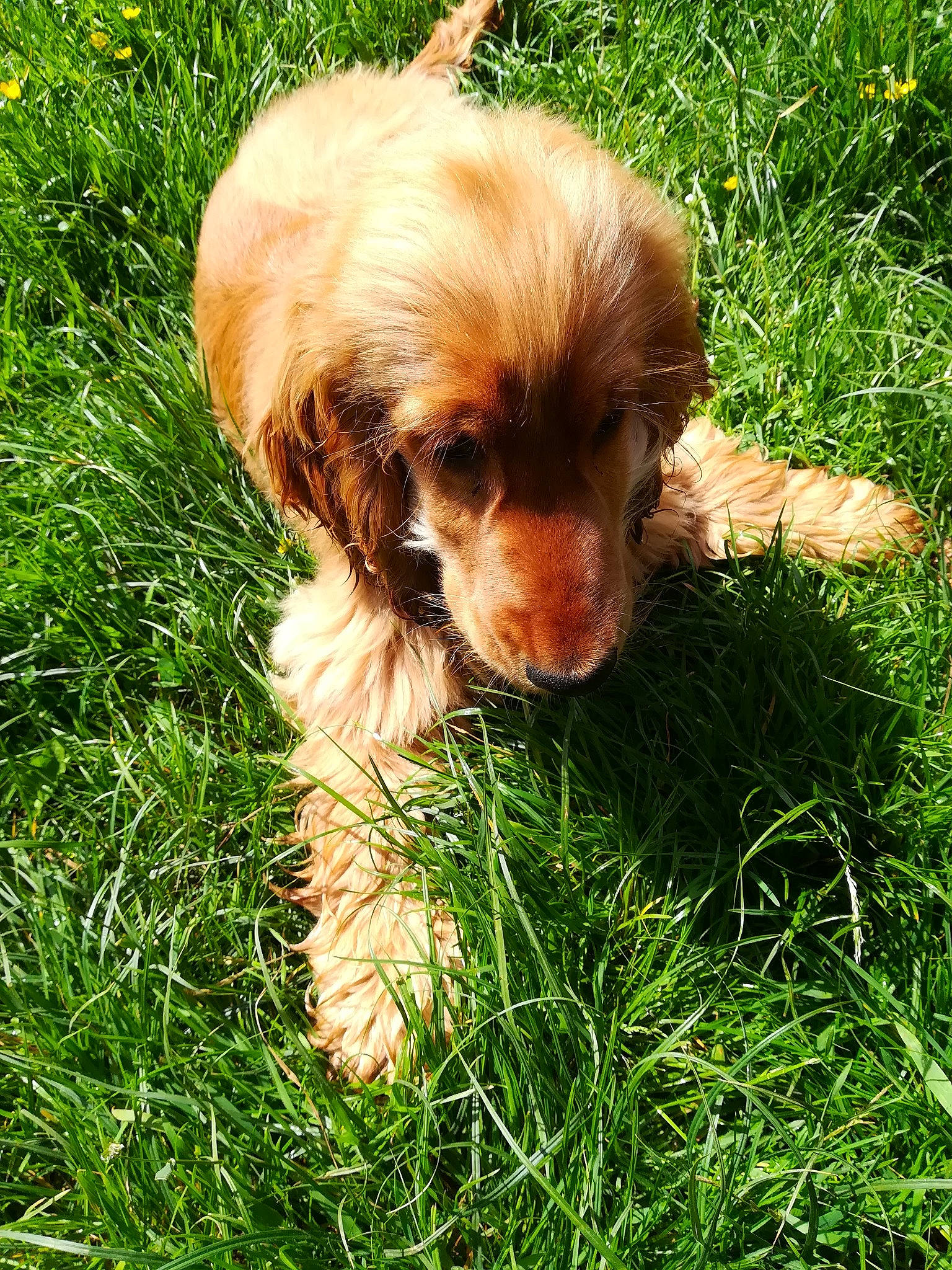 Violette participe au concours pour gagner de l'argent avec cette photo : american_cocker_spaniel, canidae, carnivore, cocker_spaniel, companion_dog, dog, dog_breed, english_cocker_spaniel, french_spaniel, german_spaniel, grass, mammal, nova_scotia_duck_tolling_retriever, plant, puppy, rare_breed_dog, spaniel, sporting_group, sussex_spaniel, vertebrate