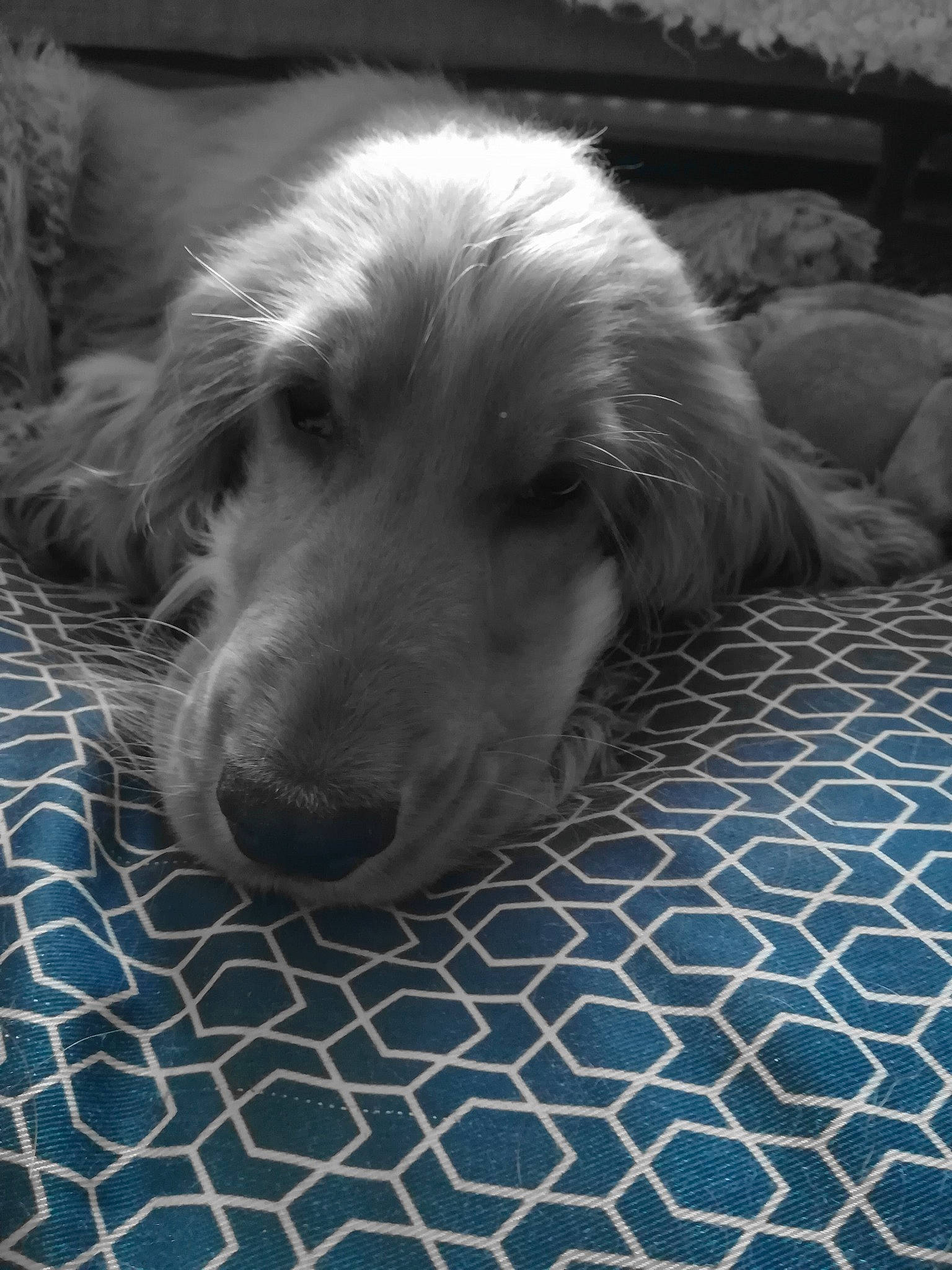 Violette a rejoint le concours — aidez-le/la à gagner de superbes lots ! canidae, carnivore, companion_dog, dog, dog_breed, golden_retriever, mammal, retriever, snout, sporting_group, vertebrate