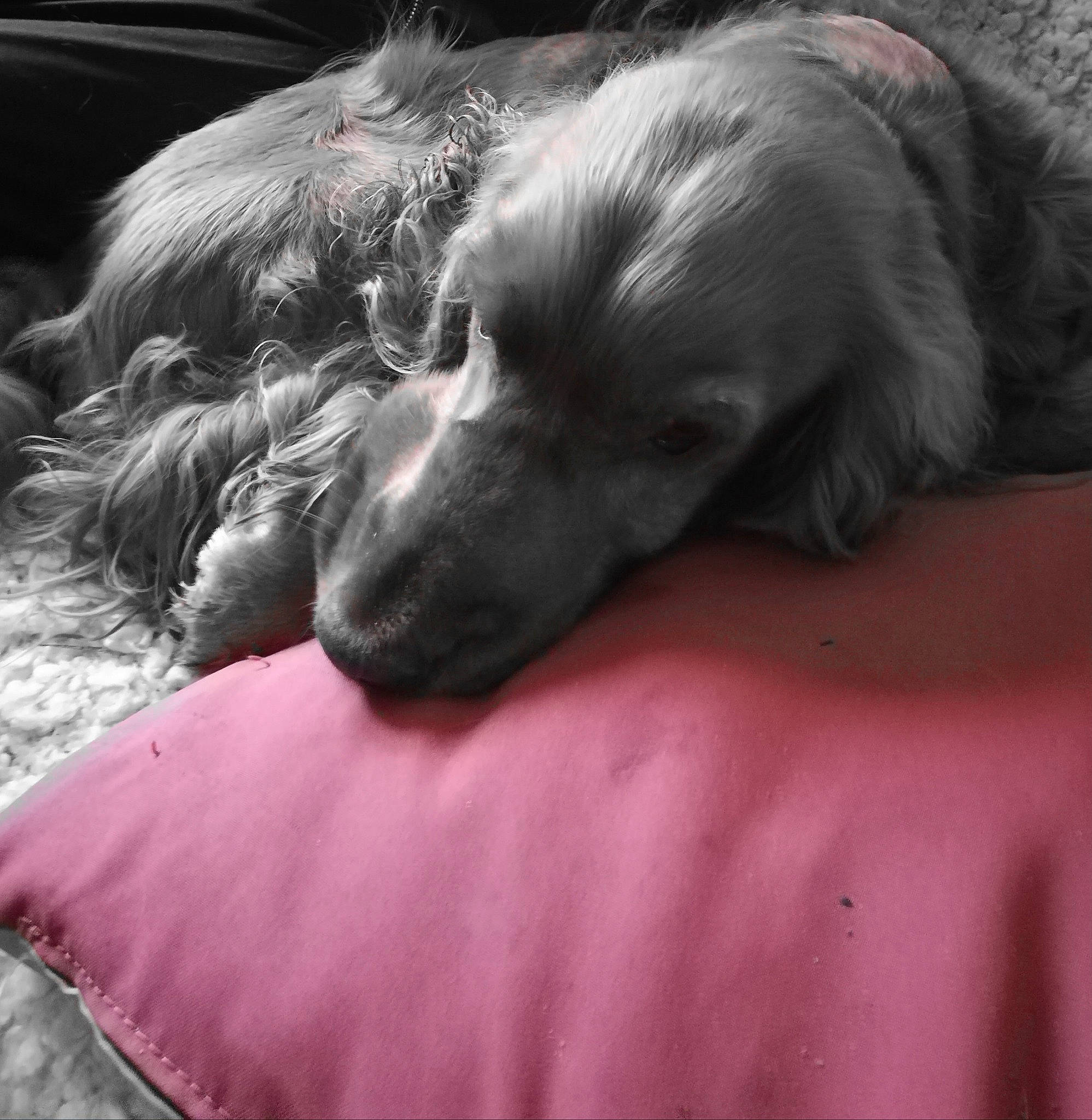 Violette participe au concours pour gagner de l'argent avec cette photo : canidae, carnivore, companion_dog, dog, dog_breed, english_cocker_spaniel, nap, puppy, snout, spaniel, sporting_group, weimaraner