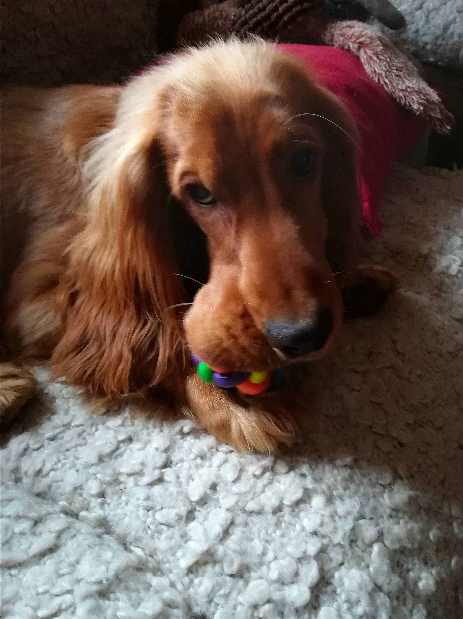 Nico a rejoint le concours — aidez-le/la à gagner de superbes lots ! dog, dog_breed, dog_breed_group, dog_like_mammal, english_cocker_spaniel, field_spaniel, irish_setter, setter, snout, spaniel, sporting_group, sussex_spaniel