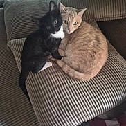 Milo is registered to the contest to win money with this photo: cat, cats, kitten, black_and_white_cat, cream_cat,  두?