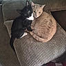 cat, cats, kitten, black_and_white_cat, cream_cat,  두?