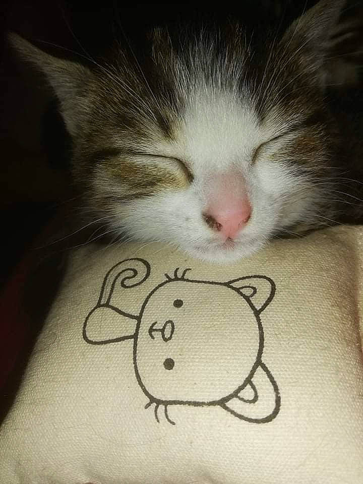 Mica participe au concours pour gagner de l'argent avec cette photo : carnivore, cat, child, claw, cloud, comfort, domestic_short_haired_cat, ear, felidae, foot, fur, love, nap, nose, paw, sleep, small_to_medium_sized_cats, snout, tail, whiskers