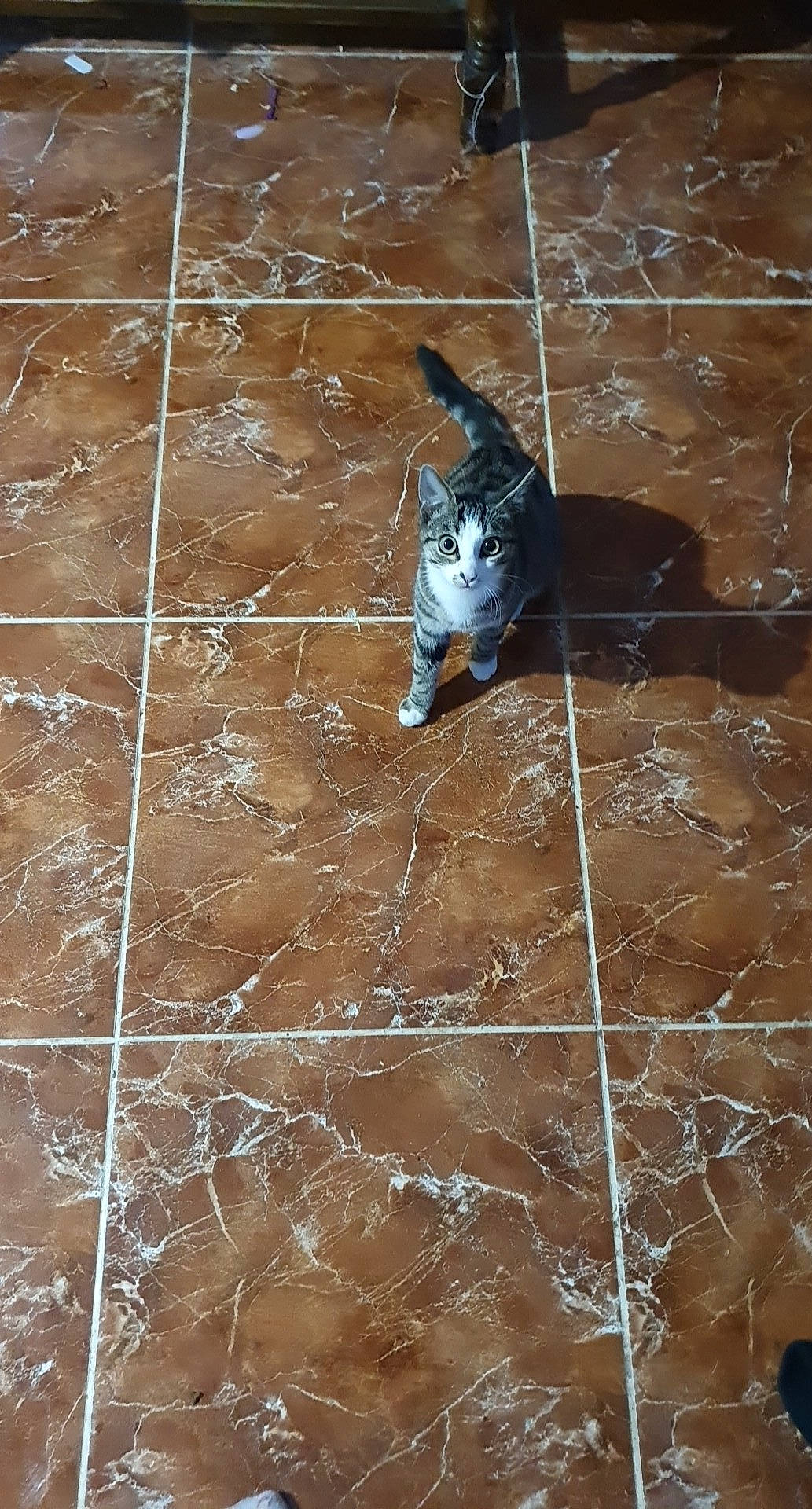 Mica participe au concours pour gagner de l'argent avec cette photo : carnivore, concrete, felidae, flagstone, floor, flooring, fur, hardwood, line, pattern, rectangle, shadow, small_to_medium_sized_cats, soil, tail, terrestrial_animal, whiskers, wildlife, wood, wood_flooring