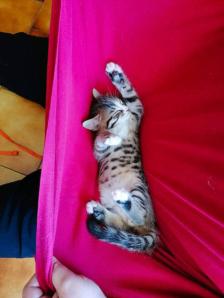 Mica participe au concours pour gagner de l'argent avec cette photo : canidae, carnivore, cat, domestic_short_haired_cat, elbow, fawn, felidae, fur, gesture, human_leg, knee, nail, pink, sleeve, small_to_medium_sized_cats, tail, terrestrial_animal, textile, thigh, whiskers