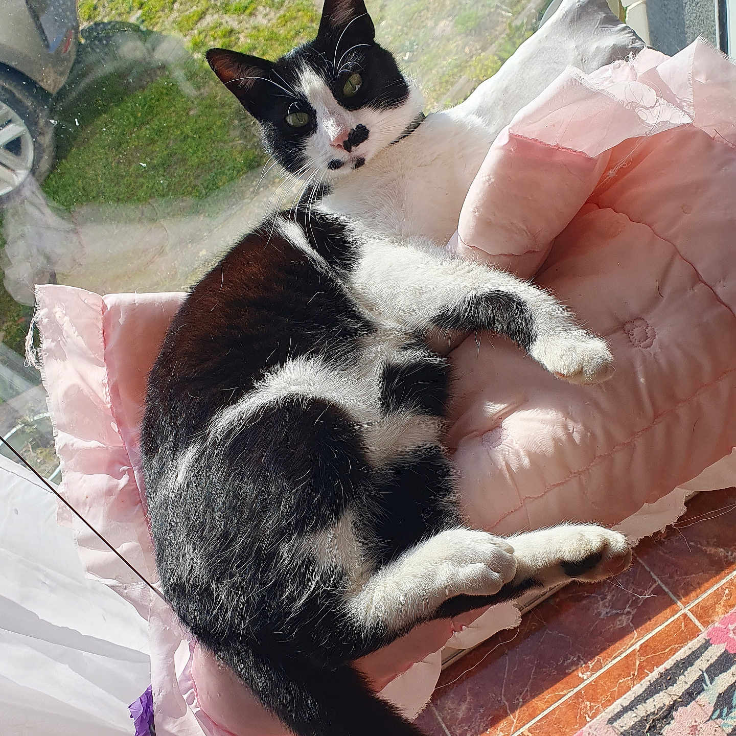 Tsuki participe au concours pour gagner de l'argent avec cette photo : animal, black_and_white, cat, curious, cushion, daylight, feline, floor, fur, home, indoor, pet, pillow, pink, relaxed, resting, sunlight, tail, whiskers, window